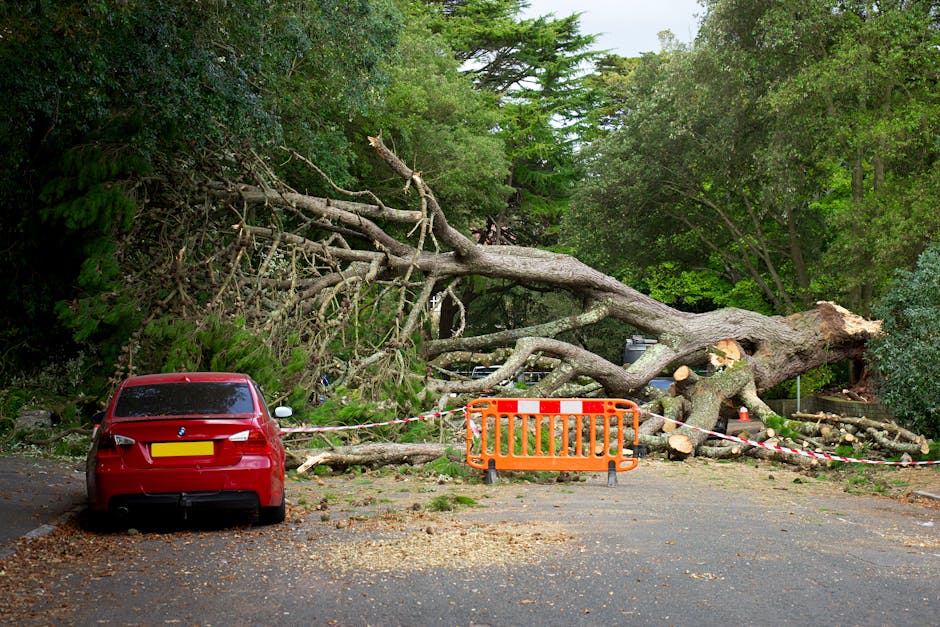 A large fallen tree with a thick trunk and numerous branches blocks a driveway or parking area, partially obstructing a red BMW vehicle parked nearby. The tree has split near its base, with its roots and freshly cut wood visible, indicating recent storm damage or tree removal. An orange safety barrier with black and white striped tape surrounds the fallen tree to secure the area and prevent access. Surrounding the scene are dense green foliage, including tall trees and shrubs, in a residential or suburban setting, during daylight with natural lighting. The area is meant for home relocation or property access, with ongoing efforts to clear the debris, supported by [COMPANY_NAME]'s removal or emergency services involved in the situation related to house removals and moving logistics.
